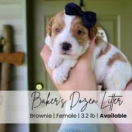 Brownie - Parti female Goldendoodle puppy in Comanche, Texas from Central Texas Doodles, LLC.