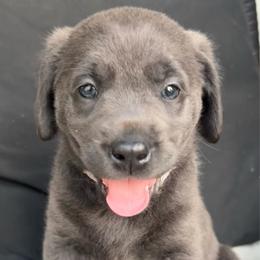 Harlow- Purple - Charcoal female Dilute Retriever puppy in Marion, Illinois from Summer Lovin’ Labradors of Southern Illinois