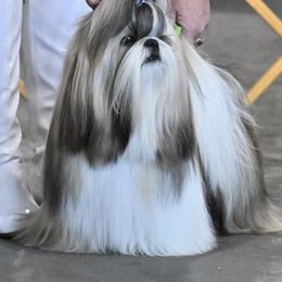 Vinnie - Shih Tzu