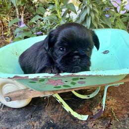 Molly - Black female Brussels Griffon puppy in Brooks, Georgia from Brooks Berner Bears & Brussels Griffons