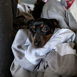 Coco - Dachshund