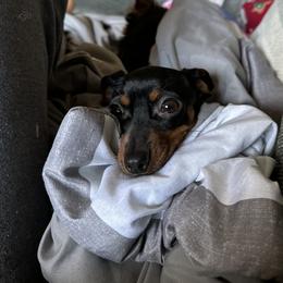 Coco - Dachshund