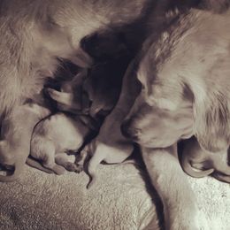 Cavalier King Charles Spaniel and Golden Retriever Puppies from Country Goldens and Mountain Top Cavaliers