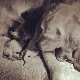 Cavalier King Charles Spaniel and Golden Retriever Puppies from Country Goldens and Mountain Top Cavaliers