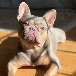 French Bulldogs from Isabel's Family Farm LLC