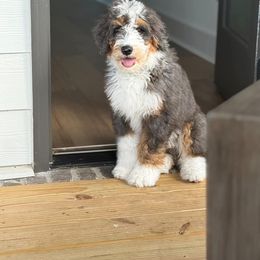 Bernedoodle and Schnoodle All Grown Up from Grand Lake Poodles & Doodles