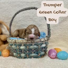 Thumper - Red  male Goldendoodle puppy in Taylorsville, North Carolina from Doggone Dixie Doodles