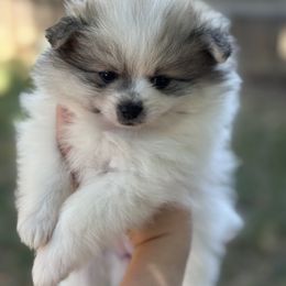Pomeranian Puppies from Okie Poms