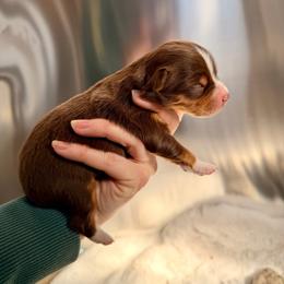 RTF2 - Red tri female Miniature Australian Shepherd puppy in Dayton, Washington from Rafter 22 Aussies