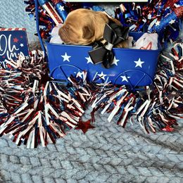 Boy 3 - male Golden Retriever puppy in Marquette County, Michigan from Aurora's Northern Goldens