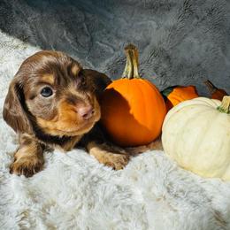 MAPLE - Chocolate and tan female Dachshund puppy in Holtwood, Pennsylvania from Holly Hill Dachshunds