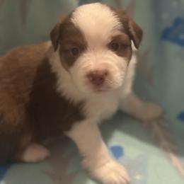 Rune - Red tri-color male Miniature American Shepherd puppy in Plant City, Florida from Osborne & Stormborn FL Kennels