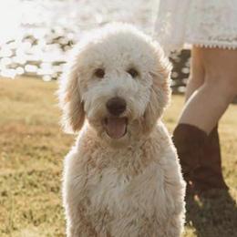 Goldendoodles from Marvelous Doodles