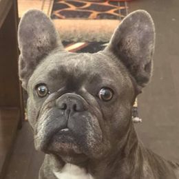 French Bulldogs from JoAnn Kautsky's Frenchies