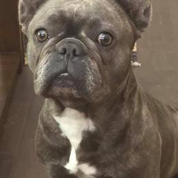 French Bulldogs from JoAnn Kautsky's Frenchies