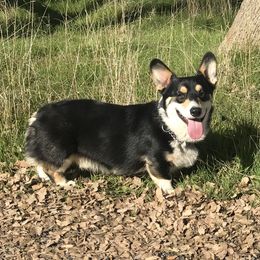 Finn - Pembroke Welsh Corgi