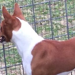Vancouver - Basenji