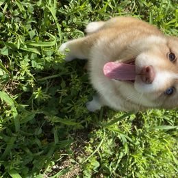 Pomsky Puppies from Gemstone Pomskies