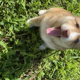 Pomsky Puppies from Gemstone Pomskies