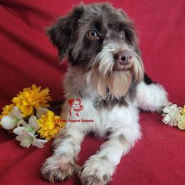 Darcy - Miniature Schnauzer