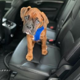 Boxer Puppies from SmashBox Kennel