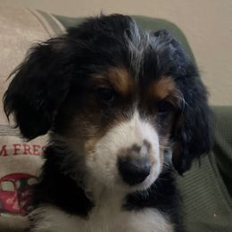 6 - Black tri-color male Aussiedoodle puppy in Tenino, Washington from Silvercreek Aussies and Aussiedoodles