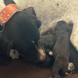 German Shorthaired Pointers from Mercedes Belli's German Shorthaired Pointers