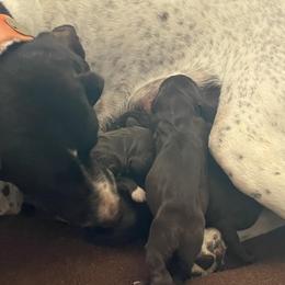 German Shorthaired Pointers from Mercedes Belli's German Shorthaired Pointers