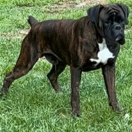 BRAXTON - Boxer