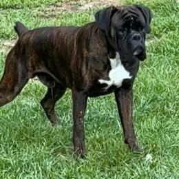 BRAXTON - Boxer
