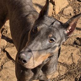 Valkyrie - Doberman Pinscher