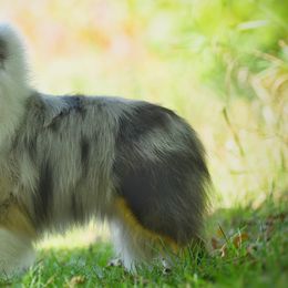 Shetland Sheepdogs from KaMera Shelties