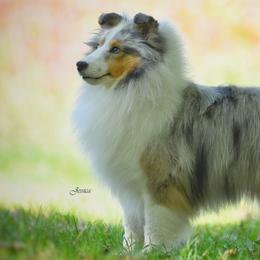 Shetland Sheepdogs from KaMera Shelties