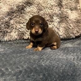 Colt - Chocolate and tan male Dachshund puppy in Stilwell, Oklahoma from B & K Dachshunds