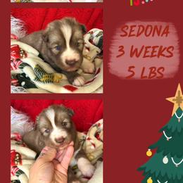 Sedona - Red and white female Siberian Husky puppy in Florence, Kentucky from Moonlight Howl Huskies