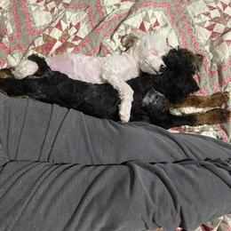 Aussiedoodle Puppies from Windbush