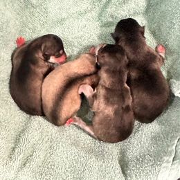 Pugsley - Black and white male Alaskan Klee Kai puppy in Richlands, North Carolina from Regal Alaskan Klee Kai