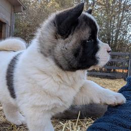 Yuri's Girl 3 - White female Akita puppy in South Carolina from Sierra Mountain Akitas