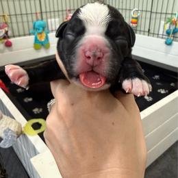 Lt. Blue Collar Male - Brindle male Boxer puppy in Alpine, New York from Kickin Rooster AKC Boxers