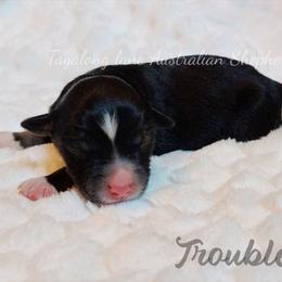 Troubles - Black tri female Miniature Australian Shepherd puppy in Muskogee, Oklahoma from Tagalong Lane Australian shepherds