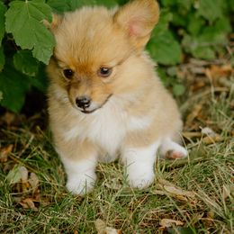 Alice -Fluffy - White and red female Pembroke Welsh Corgi puppy in Oak City, Utah from Shells’ Corgis