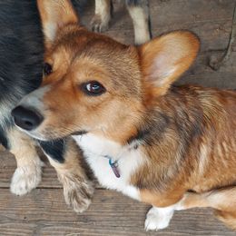 Keeshonden and Pembroke Welsh Corgis from Rosebud Kennels