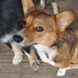 Keeshonden and Pembroke Welsh Corgis from Rosebud Kennels