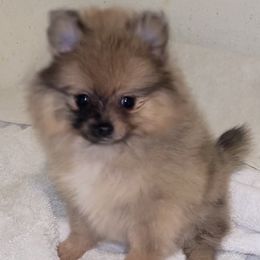 Pomeranian Puppies from BD Poms