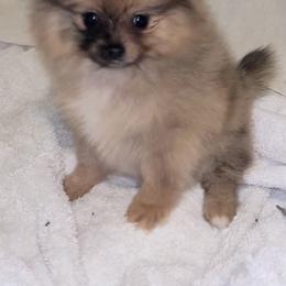 Pomeranian Puppies from BD Poms