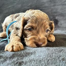 Hal - Merle male Cockapoo puppy in Adrian, Oregon from ApplebyFarm