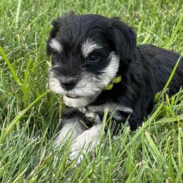 Miniature Schnauzer Puppies from ieva kasp