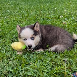 MxE B1 - Black and white male Pomsky puppy in Charlotte, Michigan from Moore Pomskies