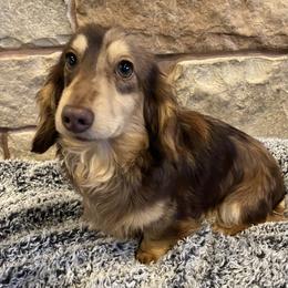 Benji - Dachshund