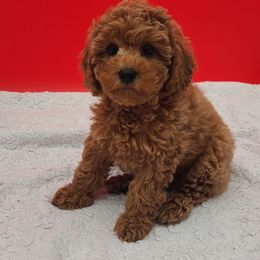 Maggie - Red  female Poodle puppy in Kannapolis, North Carolina from Carolina Great Danes & Toy Poodles